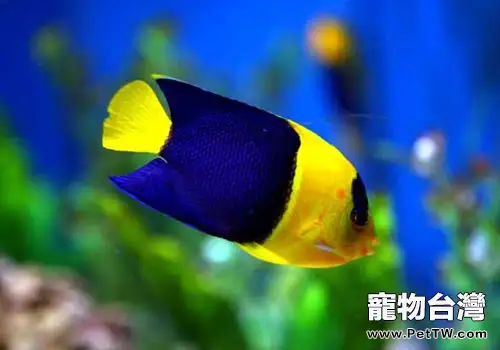 小型神仙魚飼養方法