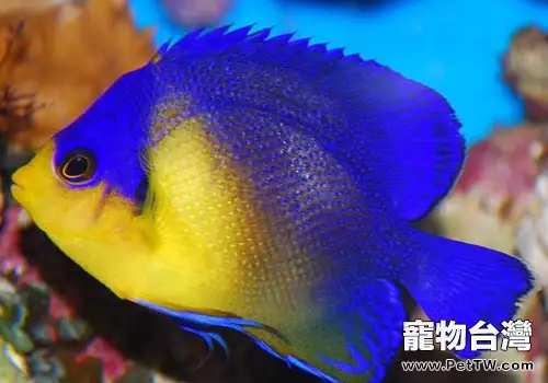 小型神仙魚飼養方法