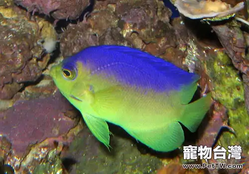 小型神仙魚飼養方法