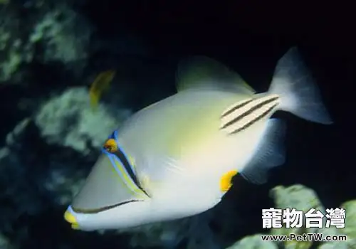 炮彈魚類熱帶魚飼養方法