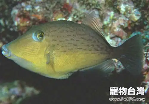 炮彈魚類熱帶魚飼養方法