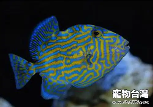 炮彈魚類熱帶魚飼養方法