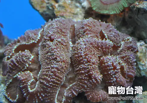 水族箱中珊瑚的繁殖
