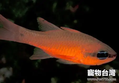 天竺鯛類觀賞魚飼養方法