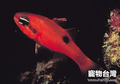 天竺鯛類觀賞魚飼養方法