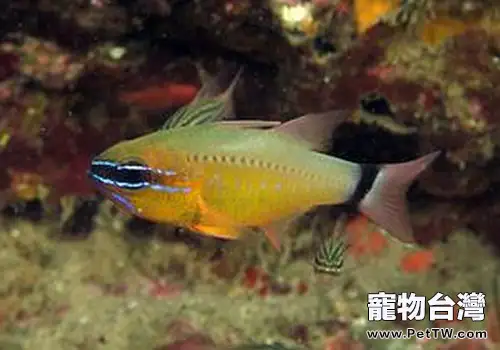 天竺鯛類觀賞魚飼養方法