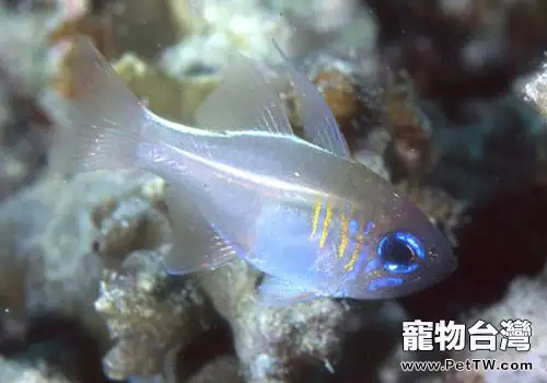 天竺鯛類觀賞魚飼養方法