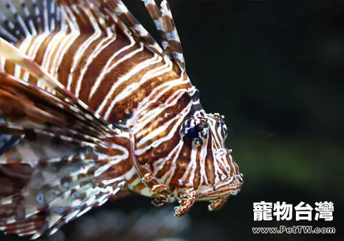 維生素對觀賞魚的影響(1圖)-寵物台灣