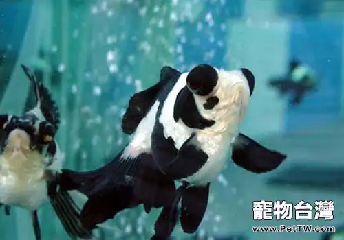龍背種金魚飼養方法(共3張圖片)-寵物台灣