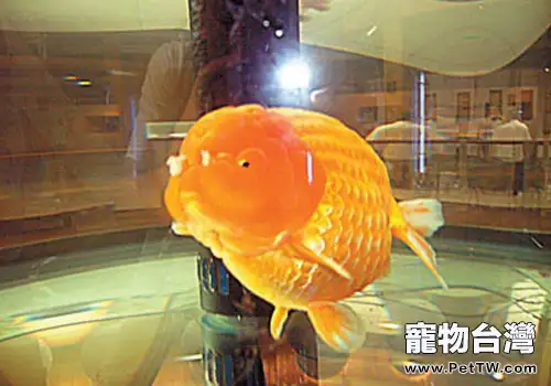 龍背種金魚飼養方法