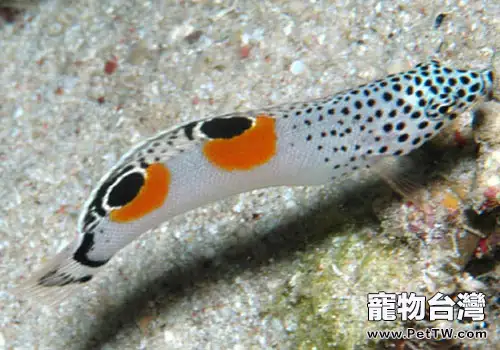 隆頭魚科觀賞魚飼養方法