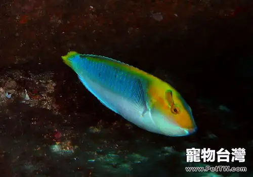 隆頭魚科觀賞魚飼養方法