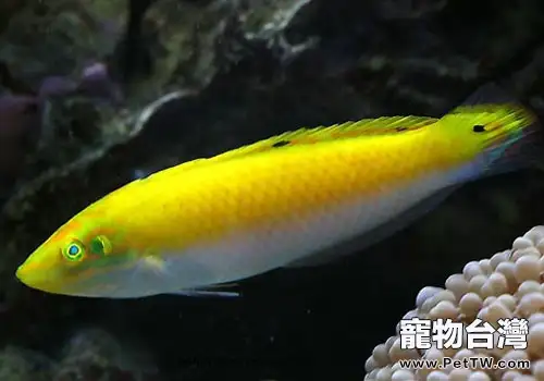 隆頭魚科觀賞魚飼養方法