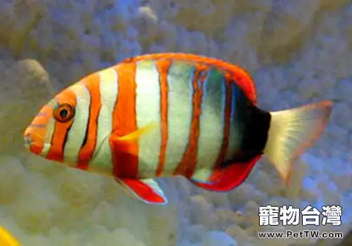 隆頭魚科觀賞魚飼養方法