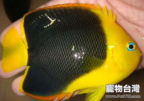 彩虹魚科淡水魚飼養方法