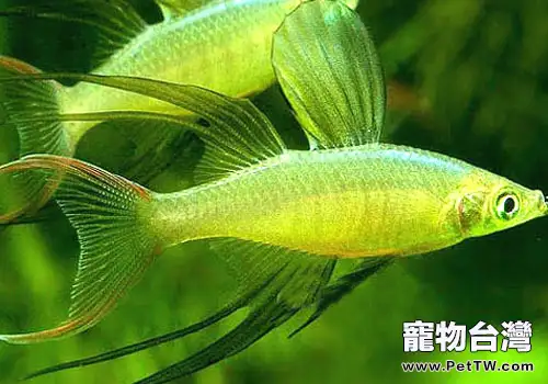 彩虹魚科淡水魚飼養方法