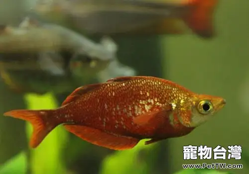 彩虹魚科淡水魚飼養方法