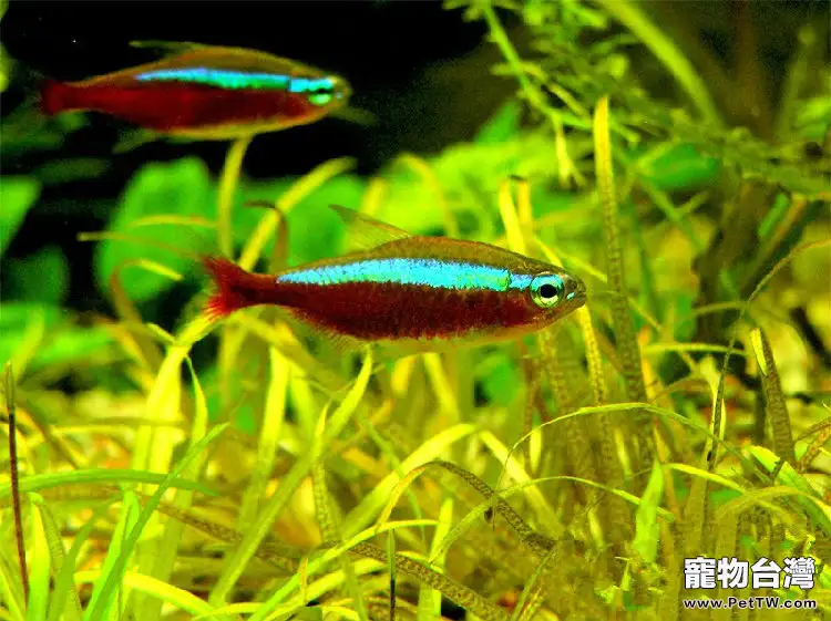 寶蓮燈魚(阿氏霓虹脂鯉 紅蓮燈魚)的繁殖技術(1圖)-寵物台灣