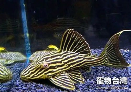 異形魚飼養方法