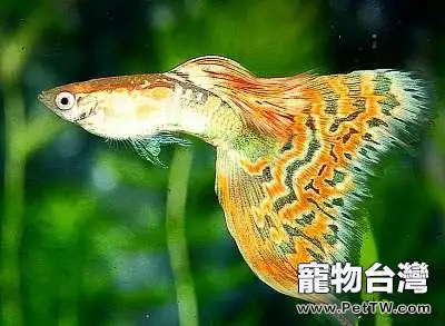 初養熱帶魚首選孔雀魚