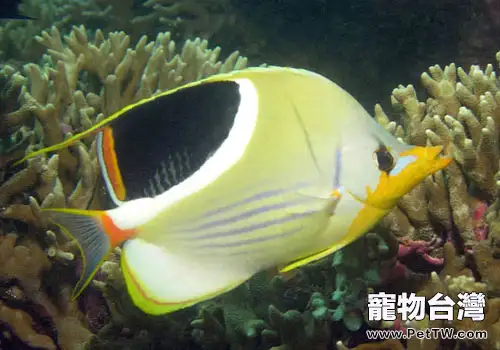 鰈魚飼養方法(1圖)-寵物台灣