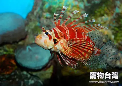 中國常見獅子魚種類及特徵(1圖)-寵物台灣