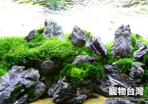 水族中青龍石怎麼處理？