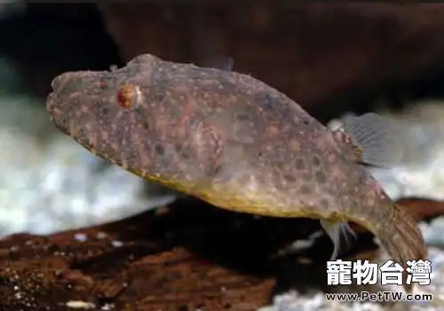 狗頭魚飼養方法