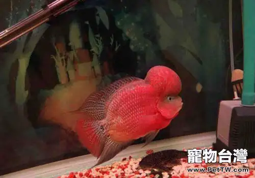 金花羅漢魚飼養方法