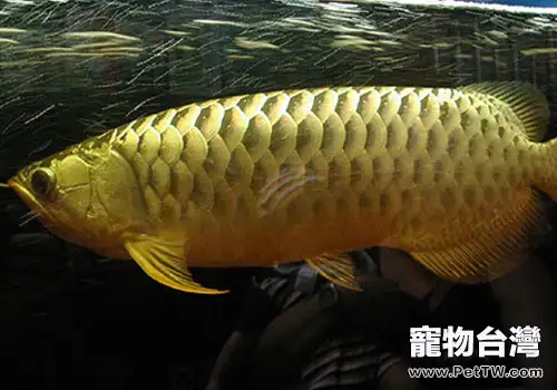 骨咽魚科觀賞魚飼養方法