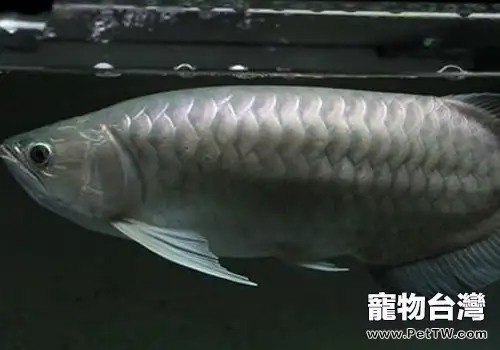 骨咽魚科觀賞魚飼養方法