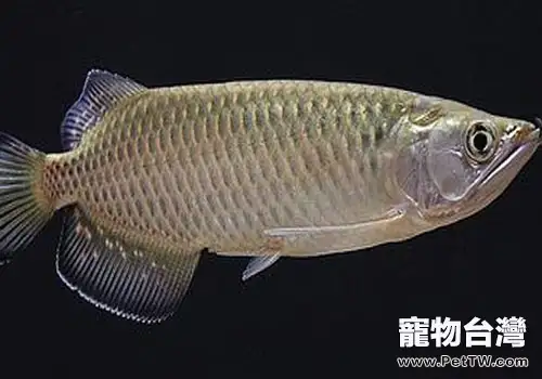 骨咽魚科觀賞魚飼養方法