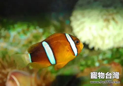 海水魚的飼養器材準備