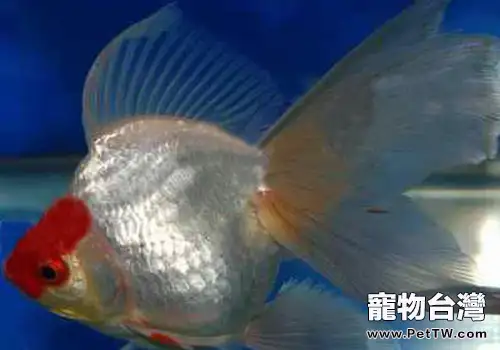 文種金魚飼養方法