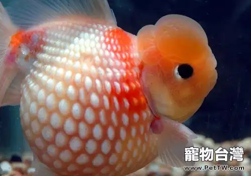 文種金魚飼養方法