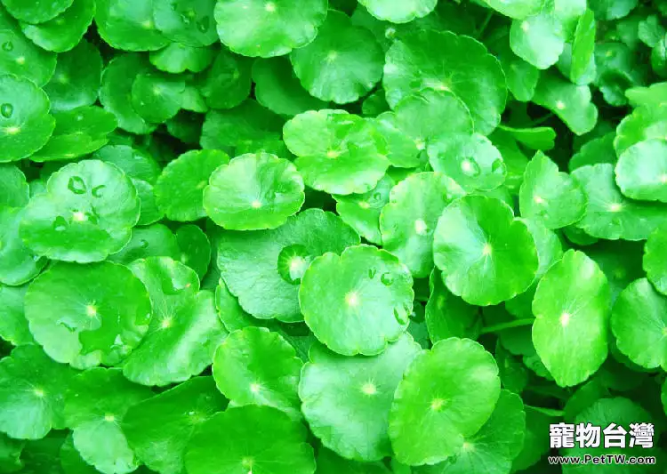 水草束植法的種植(1圖)-寵物台灣