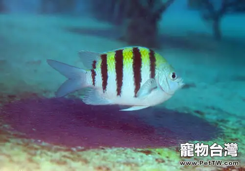 擬雀鯛科海水魚飼養方法