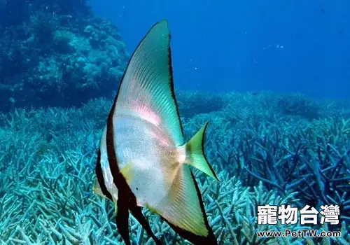 蝙蝠魚科海水魚飼養方法 