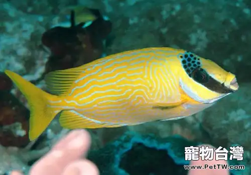 狐狸魚科海水魚飼養方法(共3張圖片)-寵物台灣