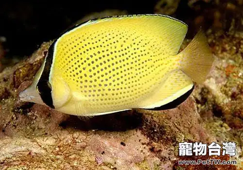 蝶魚科海水魚飼養方法