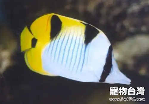 蝶魚科海水魚飼養方法