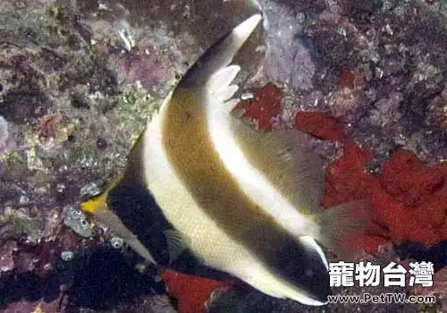 蝶魚科海水魚飼養方法