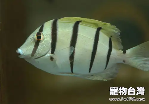 倒吊科海水魚飼養方法