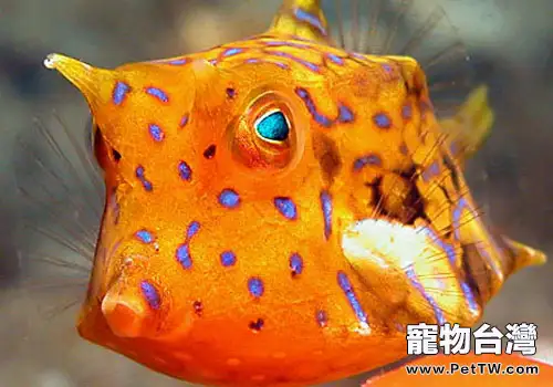 箱魨魚科海水魚飼養方法