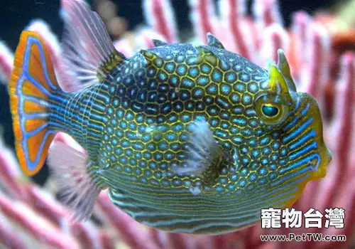 箱魨魚科海水魚飼養方法