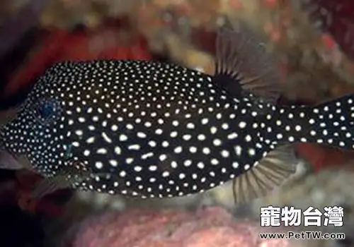 箱魨魚科海水魚飼養方法