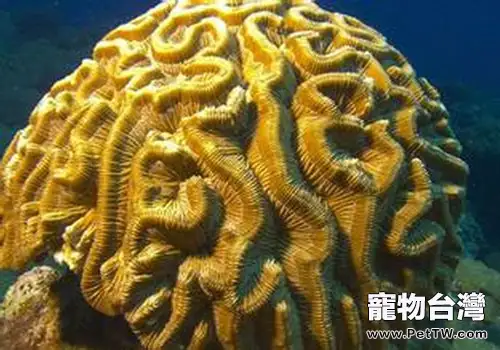 腦珊瑚的種類及飼養