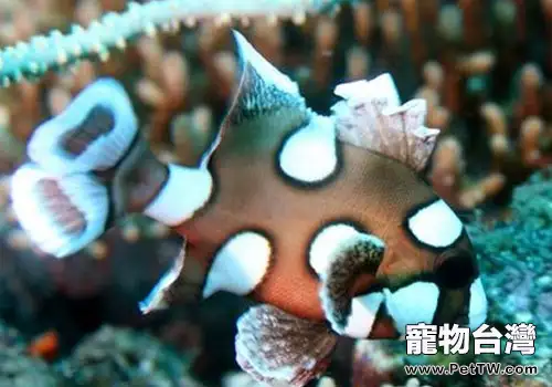 石鱸魚科海水魚飼養方法