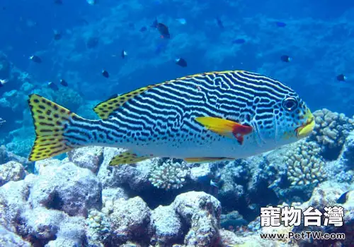 石鱸魚科海水魚飼養方法