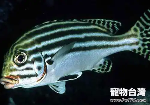 石鱸魚科海水魚飼養方法